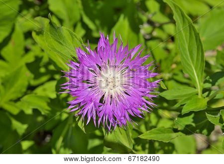 Medicinal Herb (rhaponticum Carthamoides)