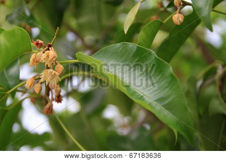 Mimusops elengi flower