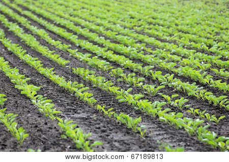 Field Of Growing Sugar Beet