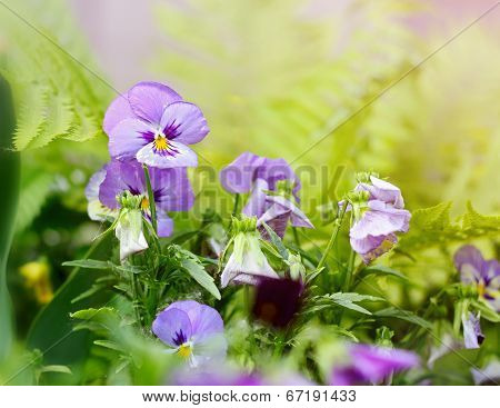 Flowerbed Of Viola Tricolor Or Kiss-me-quick (heart-ease Flowers) In Summer.
