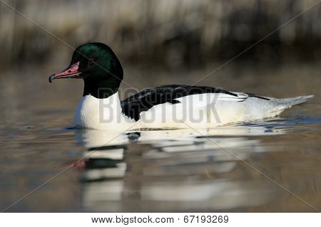 Common Merganser