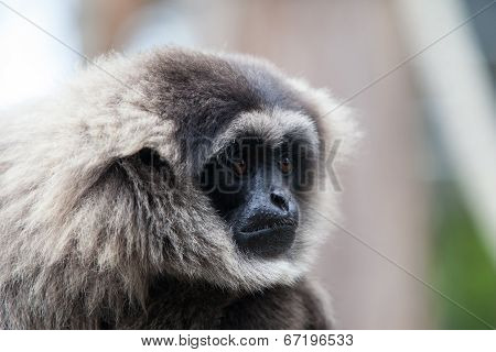 A Silvery Gibbon
