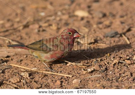 A Patchy Male Red-billed Firefinch (lagonosticta Senegala) Coming Into His Red Plumage