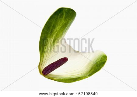 White And Green Spathe Of Anthurium Flower With Pink Spadix