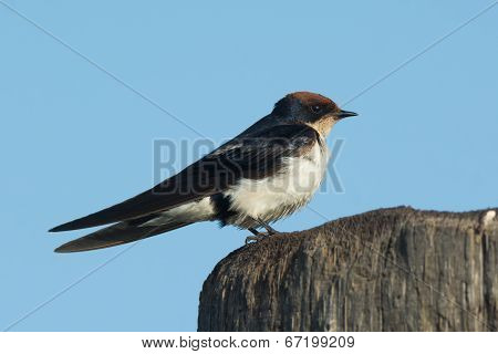 Wire-tailed Swallow (hirundo Smithii) Perched On A Wooden Pole