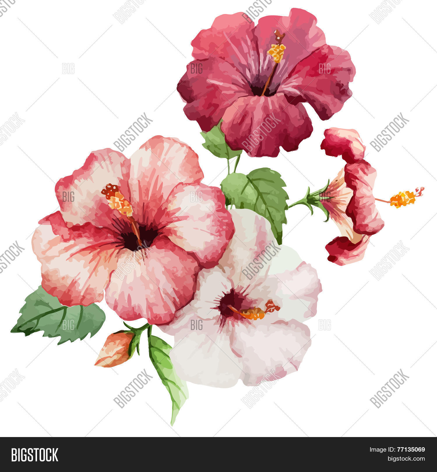 Image Preview