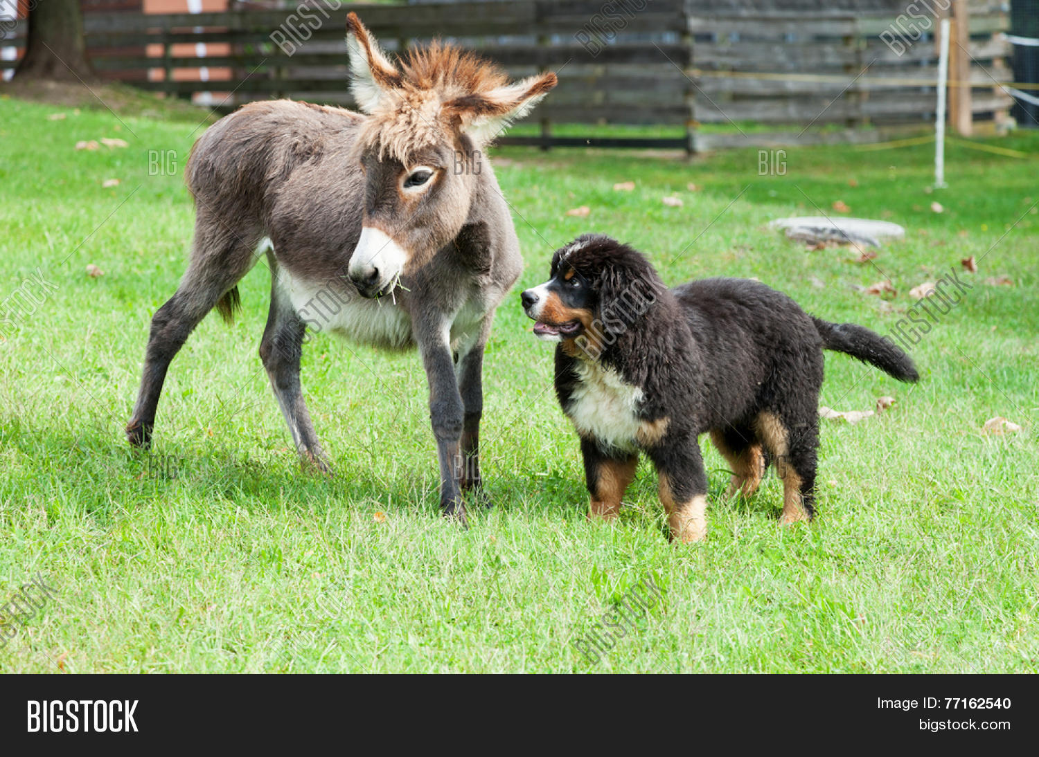 Two Farm Animals, Dog Image & Photo (Free Trial) Bigstock