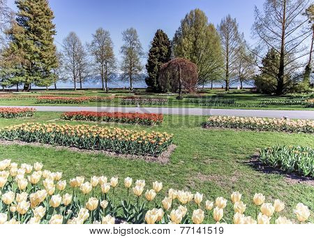 Tulip feast, Morges, Switzerland