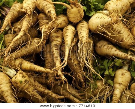 Parsnip