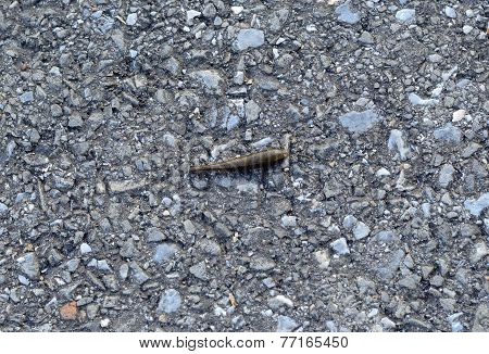 Land Leech (haemadipsa Interrupta)