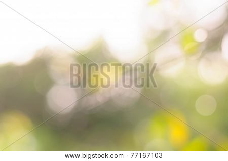 Boken Autumn Leaf Blurry