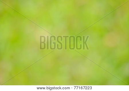 Boken Green Leaf Blurry