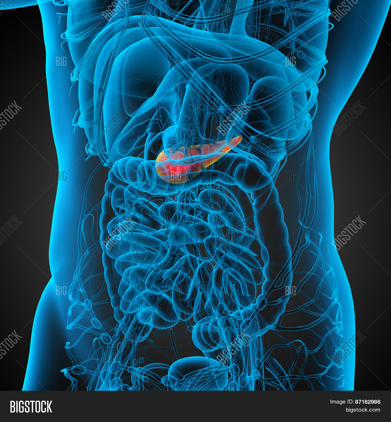 3D Render Medical Image & Photo (Free Trial) | Bigstock
