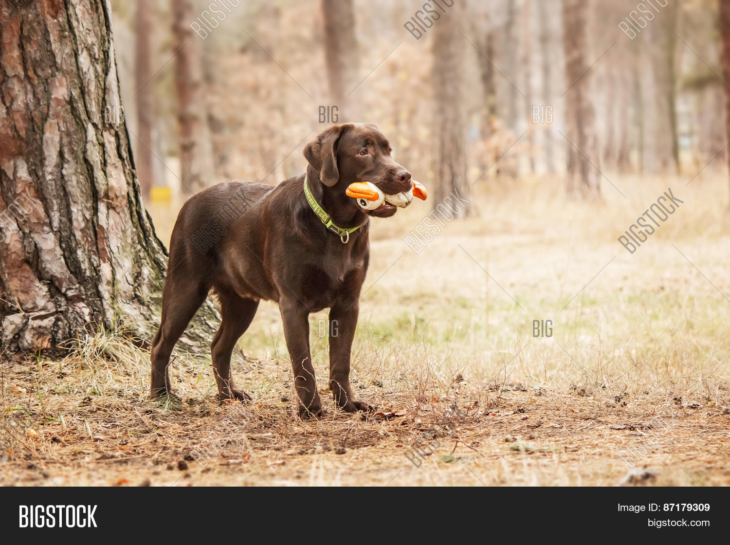 Chocolate Labrador Image & Photo (Free Trial) Bigstock