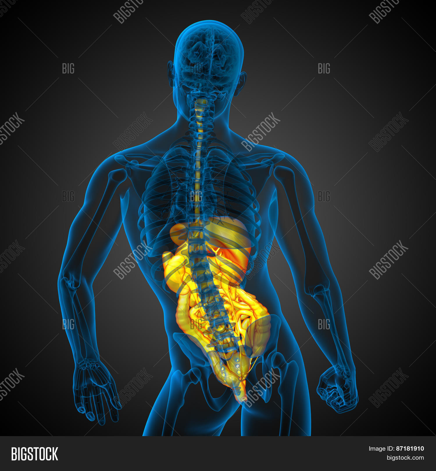 3D Render Medical Image & Photo (Free Trial) | Bigstock
