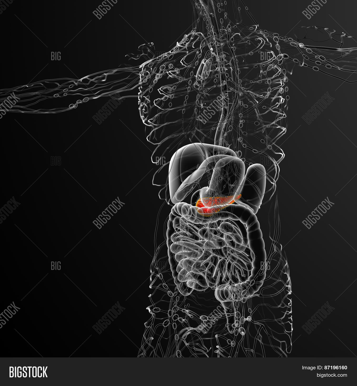 3D Render Medical Image & Photo (Free Trial) | Bigstock