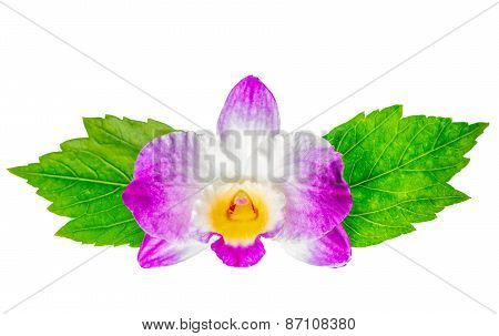 Composition Of Dendrobium Flower And Hibiscus Green Leaves Is Isolated On White Background, Closeup