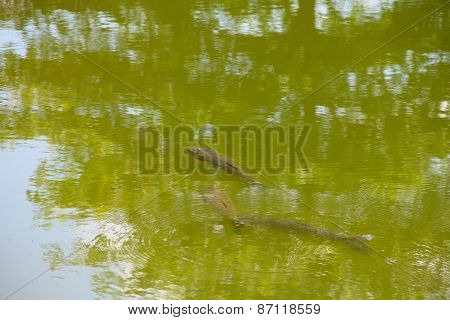 The brown trout (Salmo trutta) in clear transparent pond