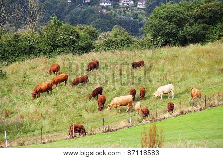 Cattle Grazing On Farmland