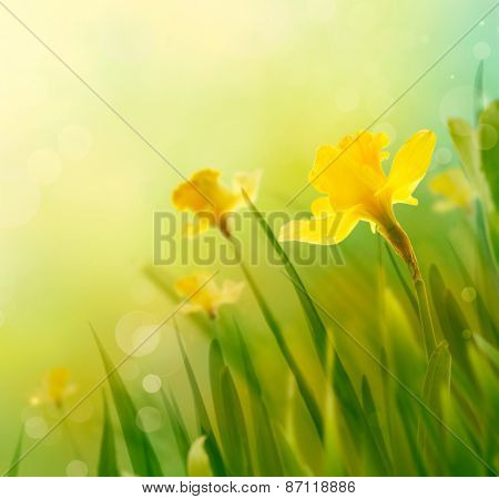 Daffodil Spring Background