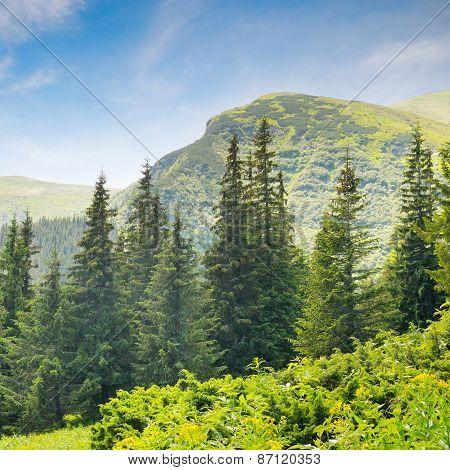 Spruce Forest On The Hillside