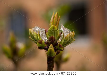 Leaves