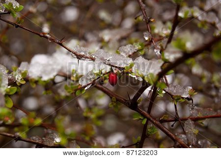 Leaves with berry