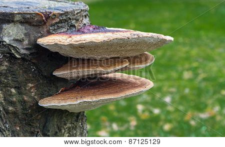 Bracket Fungus Growing Out Of Tree Stump.