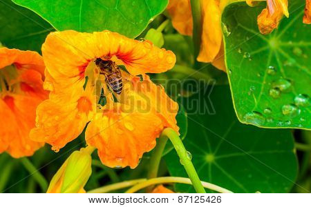 Tropical flower with leaves and honey bee