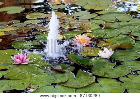 Lily pond with fountain