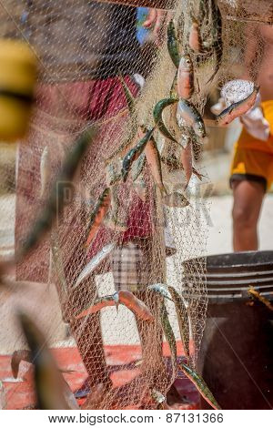 fishing net with fish on natural background