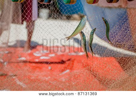 fishing net with fish on natural background