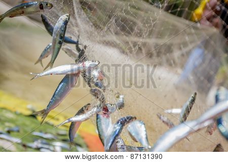 fishing net with fish on natural background