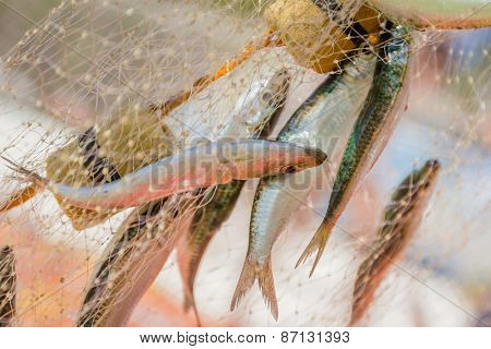 fishing net with fish on natural background