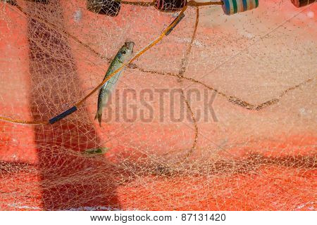 fishing net with fish on natural background