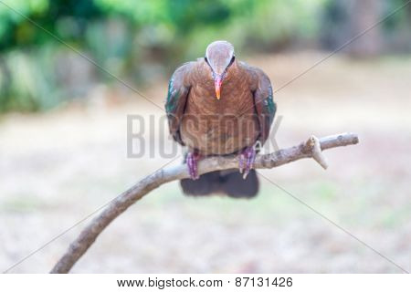wild emerald dove on natural green background