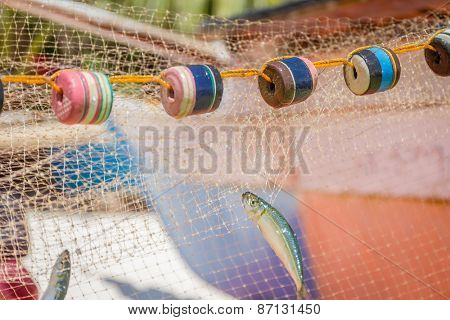 fishing net with fish on natural background