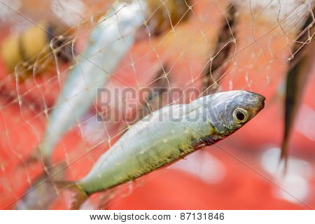 fishing net with fish on natural background