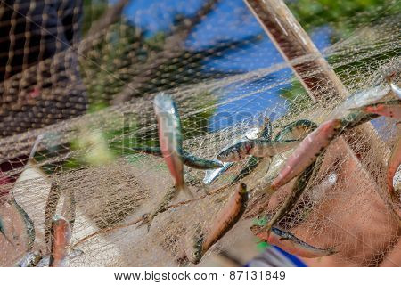fishing net with fish on natural background