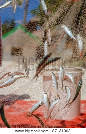 fishing net with fish on natural background