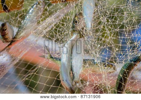 fishing net with fish on natural background