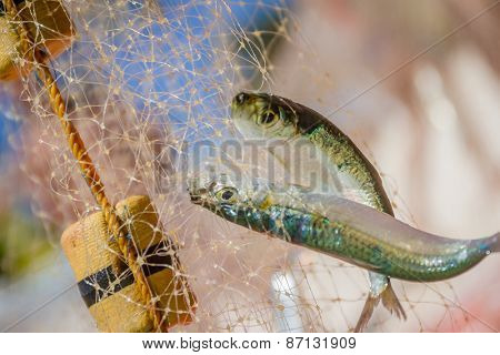 fishing net with fish on natural background