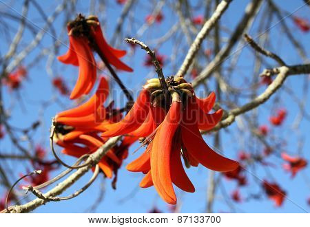 Erythrite Or Coral Tree