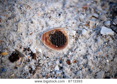Oliefyldte Shell