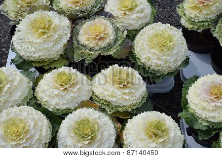 Cauliflowers