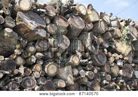 Woodpile