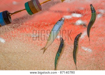 fishing net with fish on natural background