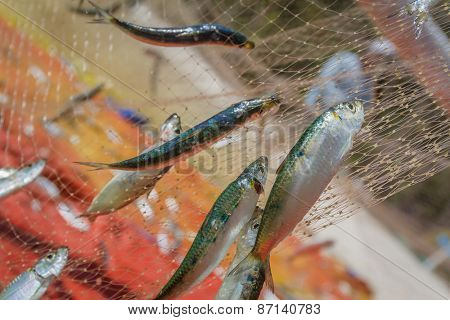 fishing net with fish on natural background