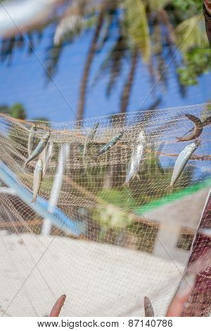 fishing net with fish on natural background