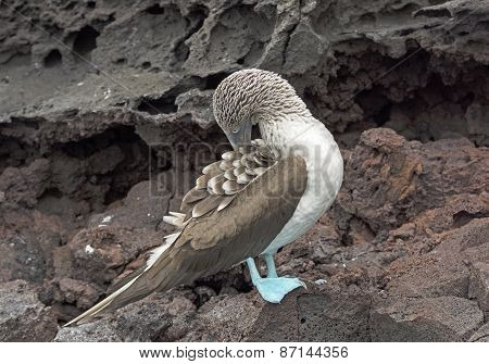 Blue-footed Boobie Preening On The Rocks Of An Island